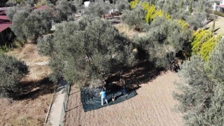 830 yaşındaki zeytin ağacından özel hasat