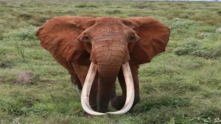 Afrikanın en büyük tusker cinsi dişi fili olduğuna inanılan Dida öldü