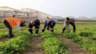 Akdenizde toprakla buluşturulan maralfalfa bitkisi çelikleri yeşerdi