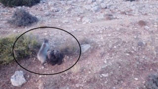 Anne ayı ve 2 yavrusu dron ile görüntülendi