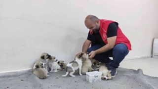 Annelerine araba çarpan yavru köpeklere sahip çıktılar