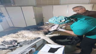 Aracın çarptığı köpek tedavi altına alındı