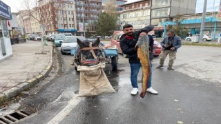 Ardahanda boyları 1,5 metreyi aşan 5 yayın balığı yakalandı