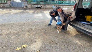 Aslanapada kedi ve köpeklere kuduz aşısı