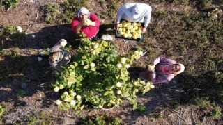 Atıl arazi genç çiftçi ile tarıma kazandırıldı, her bir ağacı 25-30 kilo meyve veriyor