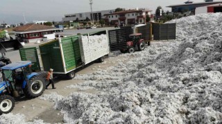 Aydında fiyatlar düştü, pamuklar rafa kaldırıldı