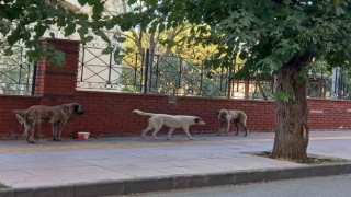 Aydında sokak köpekleri sorun olmaya başladı