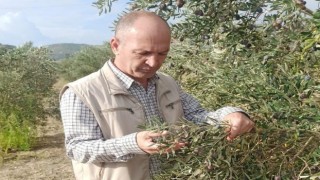 Aydında zeytin ve narenciye bahçeleri denetlendi