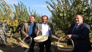Ayva'da hasat coşkusu