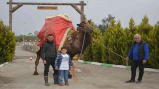 Ayvalık, deve güreşleri şölenine hazırlanıyor