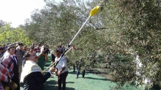 Ayvalıkta zeytin festivali dahilinde zeytin hasadı yapıldı