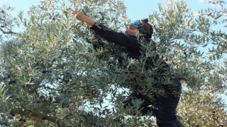 Balıkesirde zeytin hasadına başlandı