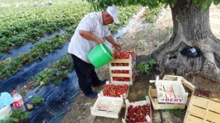 Batmanda çilekte yılın son hasadı