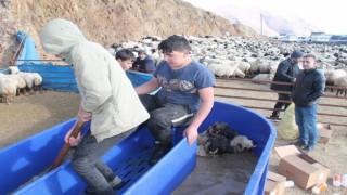 Bayburtta kış öncesi küçükbaş hayvanlar mobil koyun yıkama makineleriyle yıkanarak ilaçlanıyor