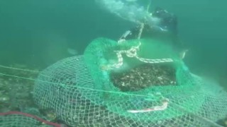 Beykozda kaçak avladıkları 1 ton midyeyi denizin 7 metre derinliğine sakladılar
