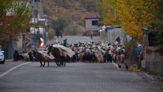 Binlerce küçükbaş hayvan sıcak bölgelere ulaşmak için seferde