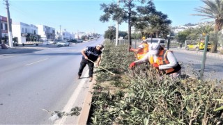 Bodrum Belediyesi ağaç budama çalışmalarını sürdürüyor
