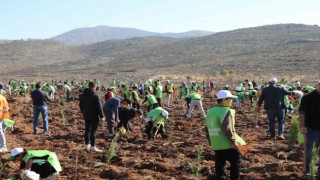 Bodrumda yanan ormanlara 1600 fidan diktiler