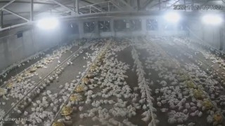 Boluda depremde tavukların kaçışma anı kamerada