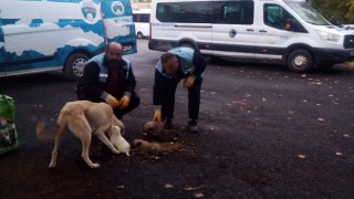 Bozovada toplanan köpeklerin dağ başına bırakıldığı iddialarına yalanlama