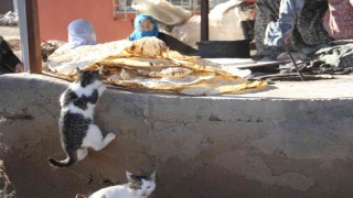 Bu da Ekmeğinin peşinde koşan kedi