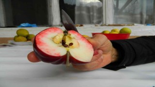 Bu elma sadece Posofta yetiştiriliyor