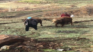 Bu köyde hala kara saban kullanılıyor