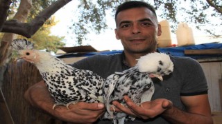 Bu tavukların yumurtası yurt içinde 80, yurt dışında 150 lira