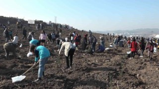 Bursada 50 bin fidan toprakla buluştu