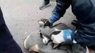 Büyükadada, ağaçta dallar arasında sıkışarak mahsur kalan martı kurtarıldı