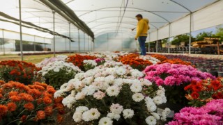 Büyükşehir Belediyesi Aydını renklendiren çiçekleri kendi üretiyor