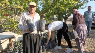 Büyükşehirden çiftçiye keçiboynuzu desteği