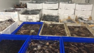 Çanakkalede bi ton deniz patlıcanı ele geçirildi