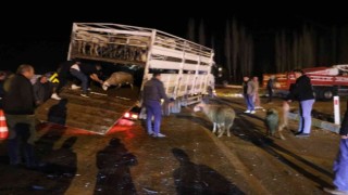 Canlı hayvan yüklü kamyonetle çarpışan otomobilde 2 kişi yaralandı