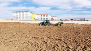 Çavdarhisarda öğrenciler okula ait 100 dekar alana 2 ton buğday ekti