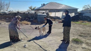 Çocukları yaralayan sokak köpeklerine kuduz aşısı yapıldı