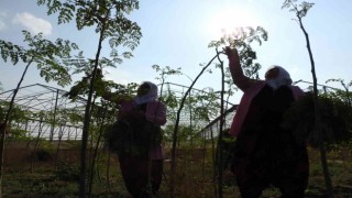 Cumhurbaşkanının bahsettiği moringa böyle üretiliyor