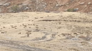 Dağ keçileri Sincik Boğazına indi