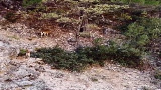 Dağ keçisi sürüsü dron ile görüntülendi