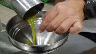 Daha kaliteli zeytinyağı için erken hasat