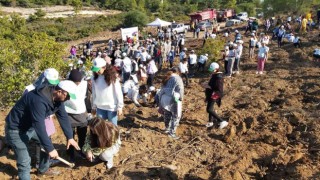 Datçada bin adet harnup ve kızılçam fidanı dikildi
