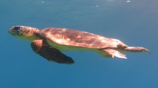 Datçada oltaya Caretta Caretta takıldı