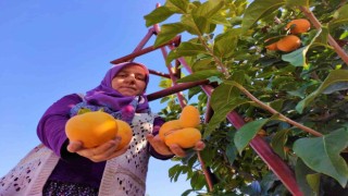 Denizlide bu yıl 15 bin ton cennet hurması hasat edilecek