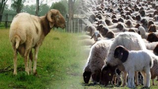 Denizlide İvesi koyun besiciliği yapan çiftçilere destek verilecek