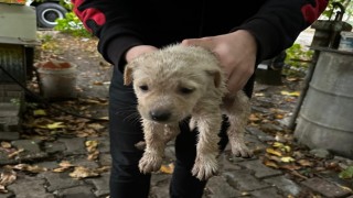 Dereye düşen yavru köpeğin yardımına itfaiye yetişti