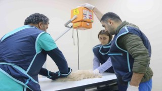 Diyarbakırdaki hayvan hastanesi, bölgede yabani ve evcil hayvanlara sağlık üssü oldu