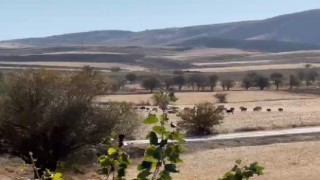 Domuz sürüsü şehir merkezine indi
