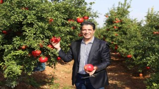 Döşemealtında Nar Çalıştayı düzenlenecek