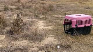 Dronla aranmıştı, tedavisi tamamlanan puhu kuşu doğaya salındı