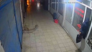 Dükkana pencereden giren hırsız, poşet dolusu cep telefonu çaldı
